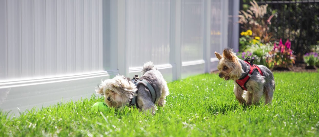What You Need to Know About Backyard Fencing for Dogs